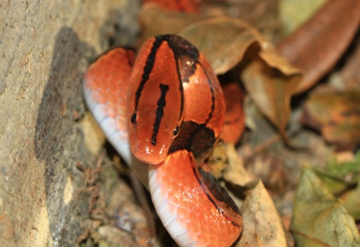 紅竹蛇習性