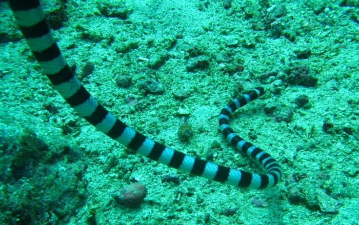 海蛇繁殖