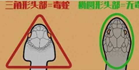 十大無毒蛇種類 十大無毒蛇種類