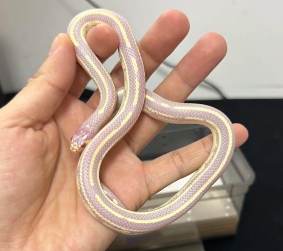 白化加州王蛇飼養 白化加州王蛇飼養