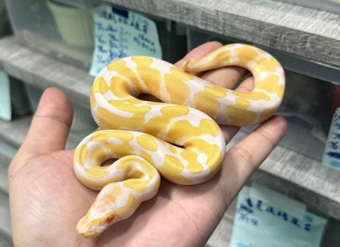 球蟒品系 球蟒品系