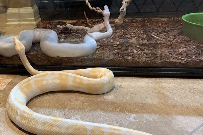 寵物蛇飼養 寵物蛇飼養