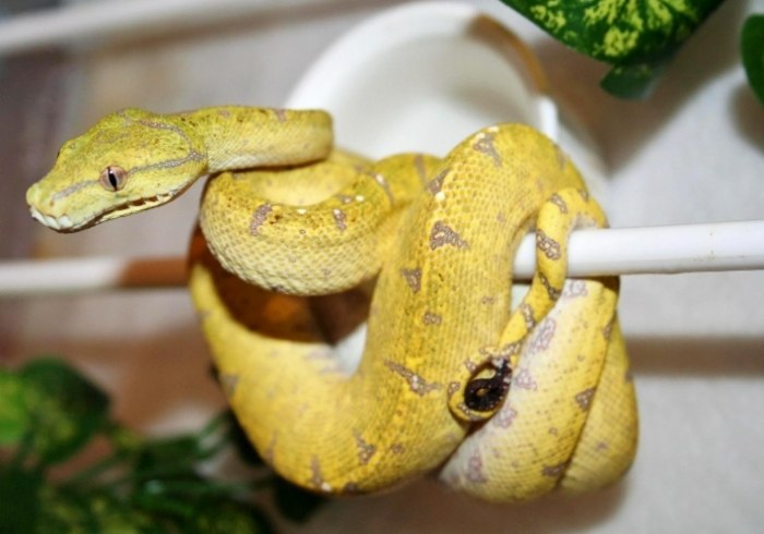 無毒蛇飼養技巧 無毒蛇飼養技巧