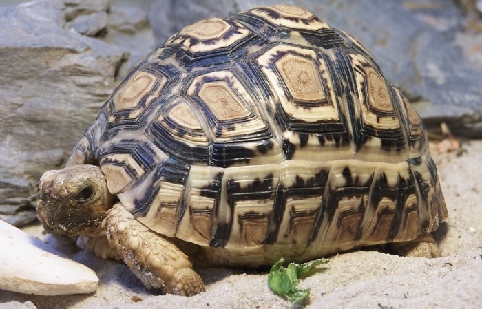 豹紋陸龜