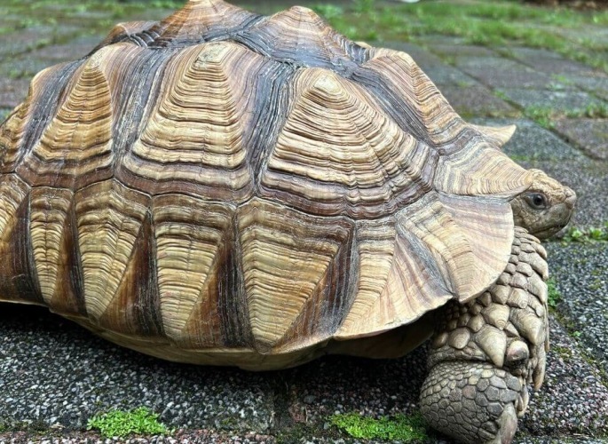 蘇卡達象龜