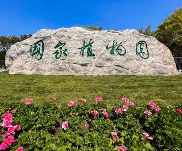 何其美鹿角蕨